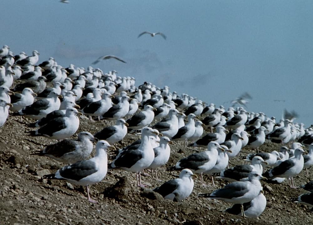 「新・鳥」の画像
