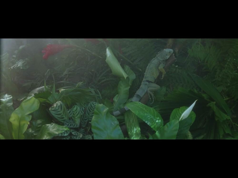 ガウディアフタヌーンの画像