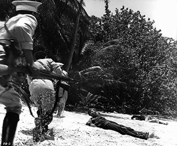 パピヨンの画像