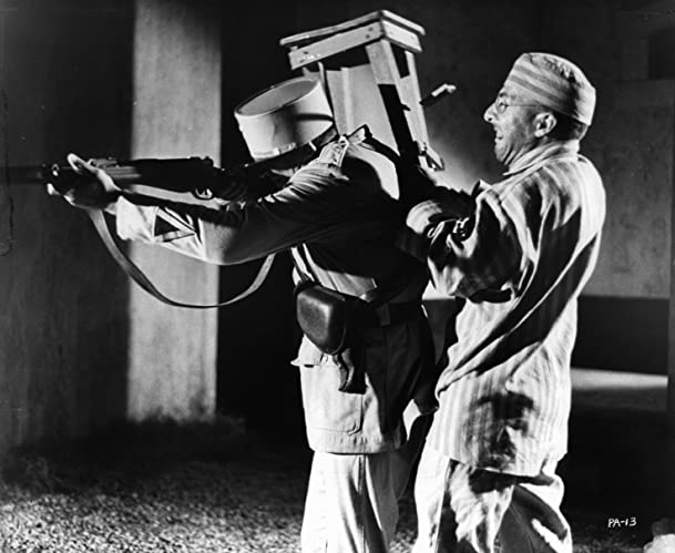 パピヨンの画像