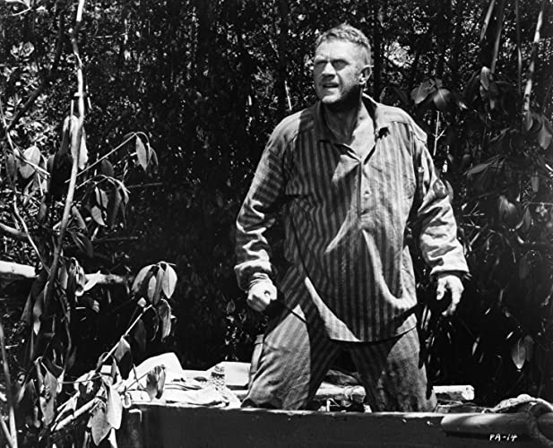 パピヨンの画像