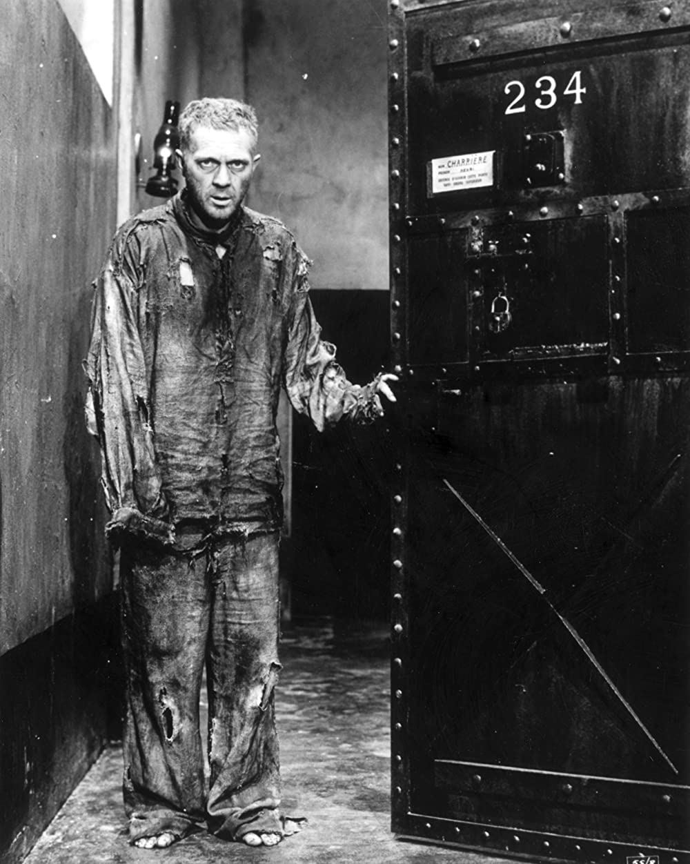 パピヨンの画像