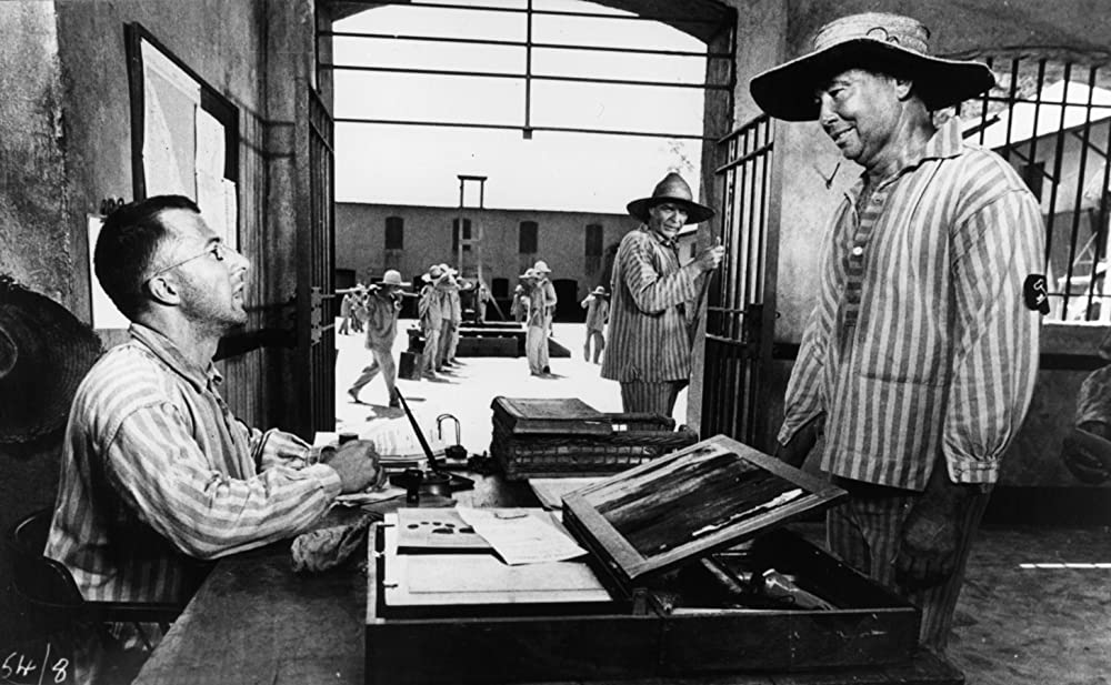 パピヨンの画像