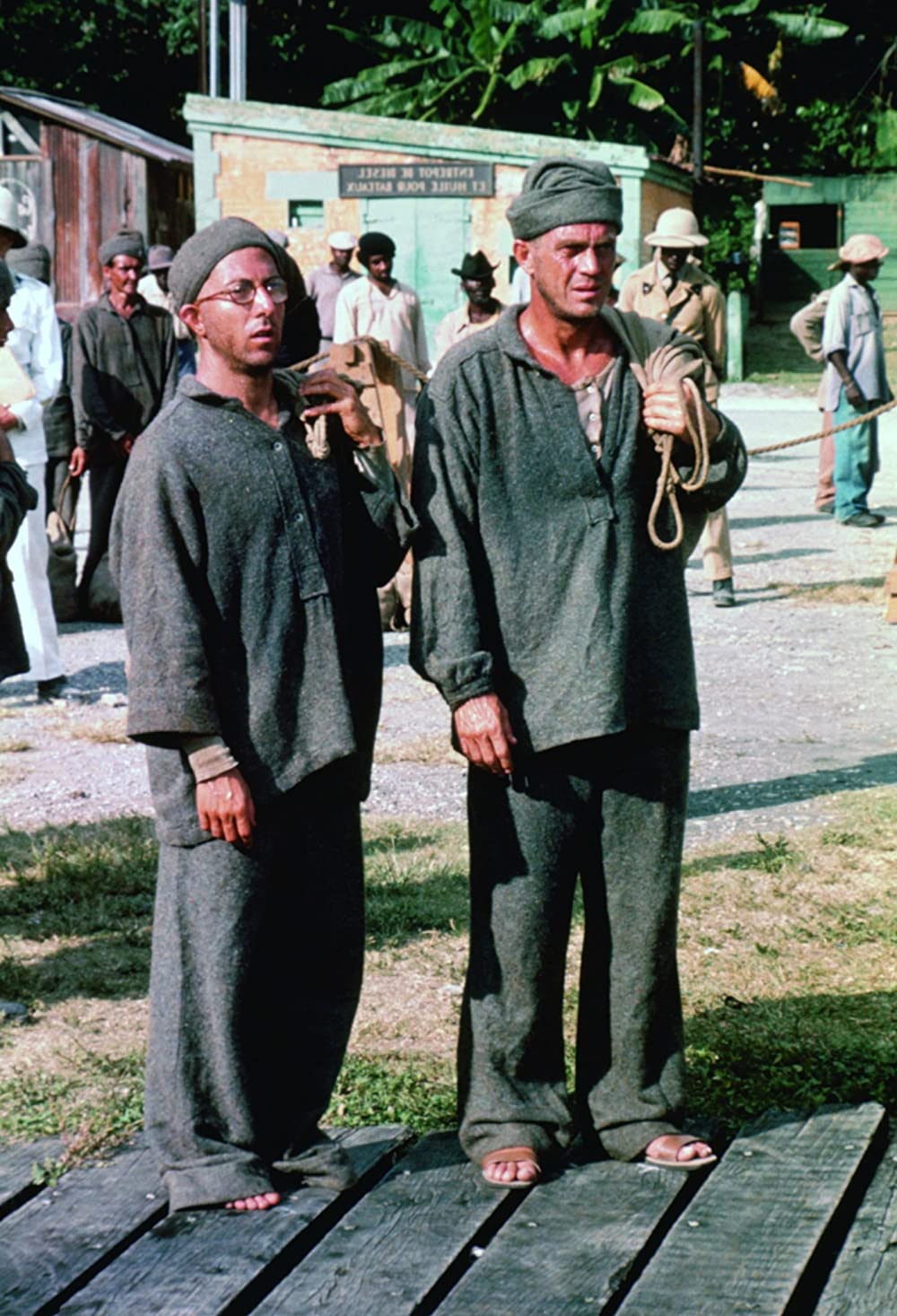 パピヨンの画像