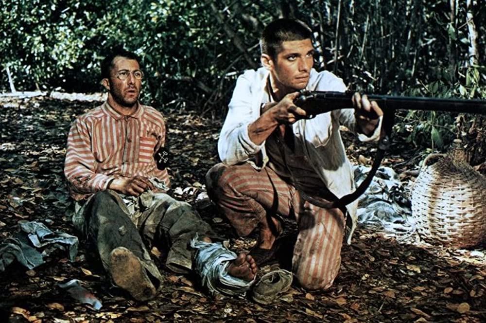 パピヨンの画像