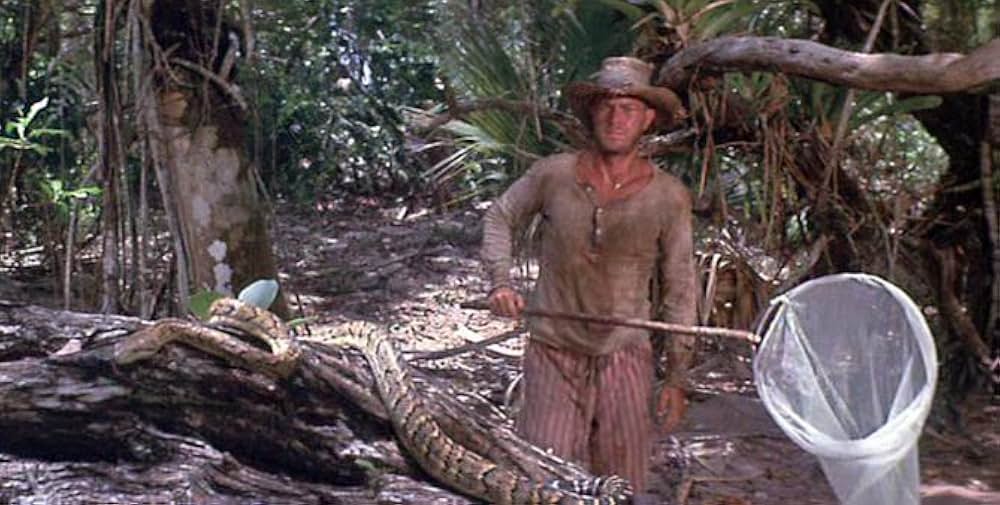 パピヨンの画像