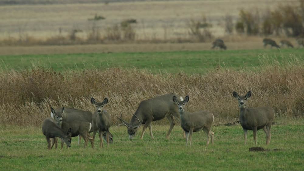 キル・ショット ネイビーシールズ＆FSB特殊部隊の画像