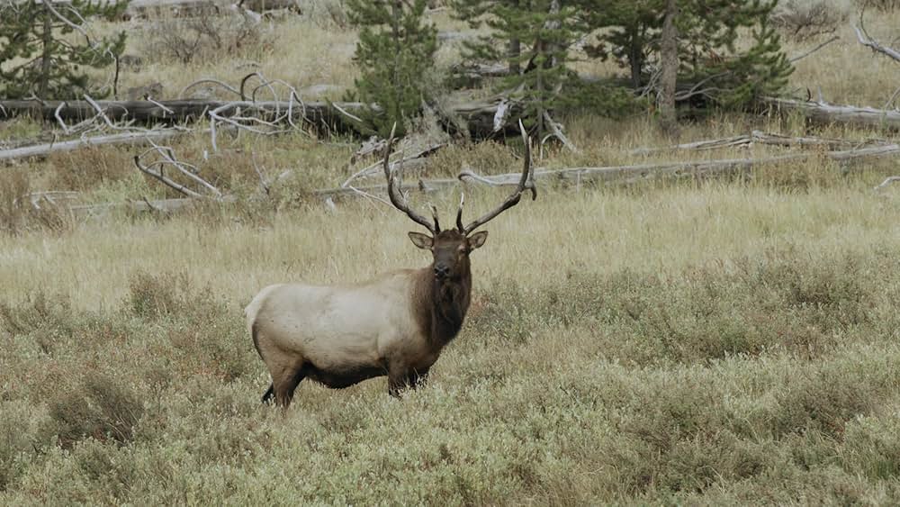 キル・ショット ネイビーシールズ＆FSB特殊部隊の画像