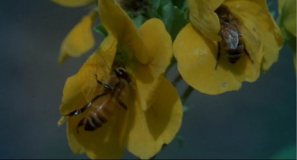 インベージョン・オブ・ザ・ビー・ガールズ〜蜂女〜の画像