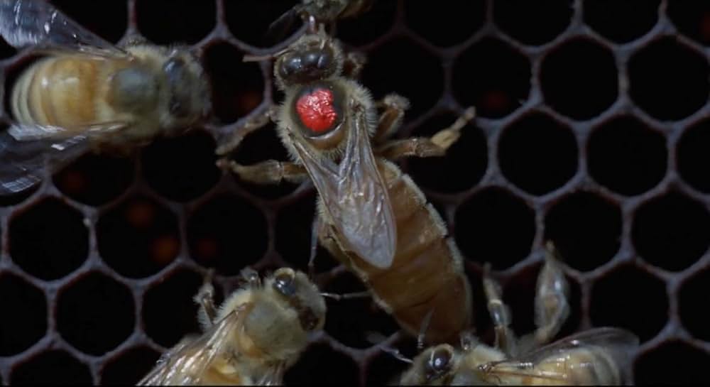 インベージョン・オブ・ザ・ビー・ガールズ〜蜂女〜の画像