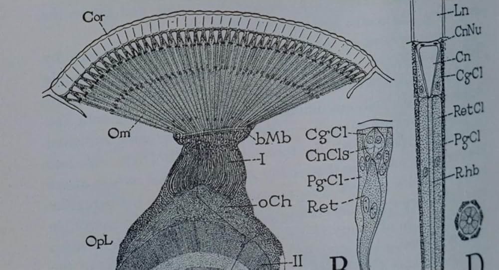 インベージョン・オブ・ザ・ビー・ガールズ〜蜂女〜の画像
