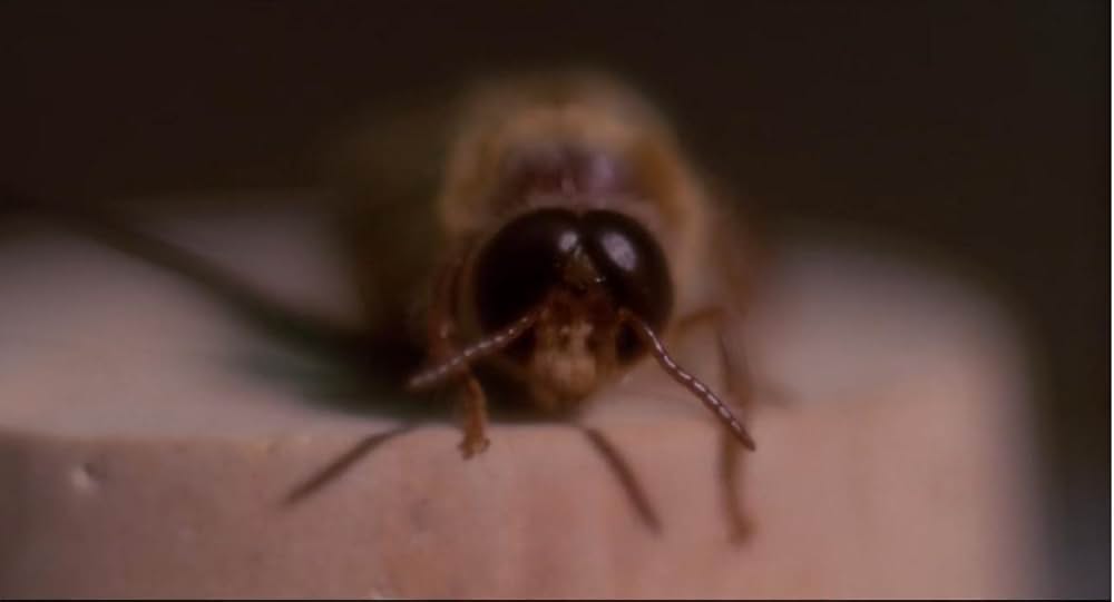 インベージョン・オブ・ザ・ビー・ガールズ〜蜂女〜の画像