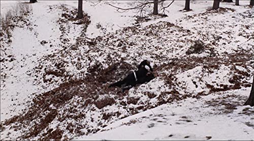 「さらば冬のかもめ」の画像