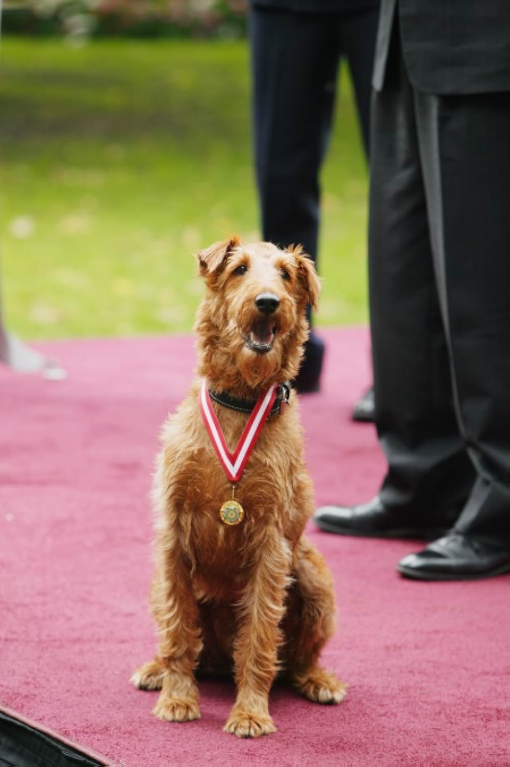 ファイアー・ドッグ 消防犬デューイの大冒険の画像