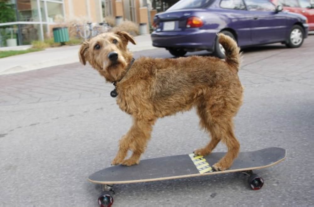 ファイアー・ドッグ 消防犬デューイの大冒険の画像