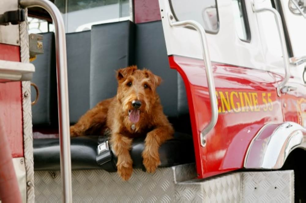ファイアー・ドッグ 消防犬デューイの大冒険の画像