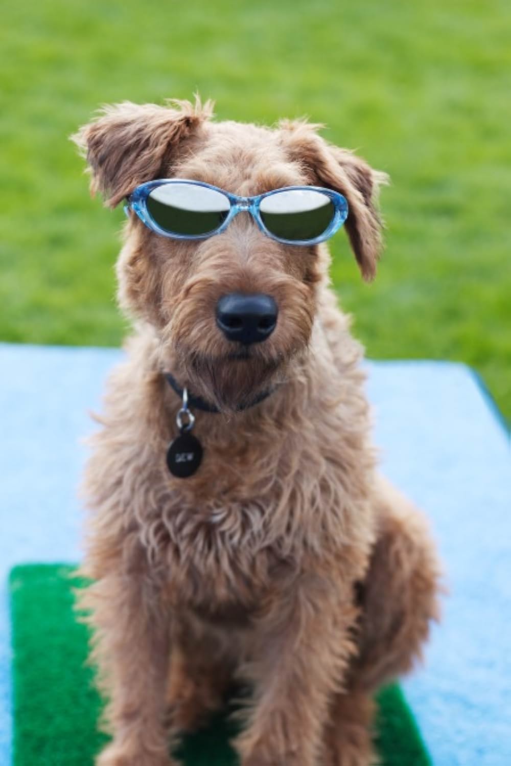 ファイアー・ドッグ 消防犬デューイの大冒険の画像