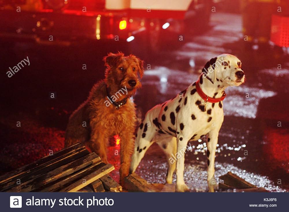 ファイアー・ドッグ 消防犬デューイの大冒険の写真