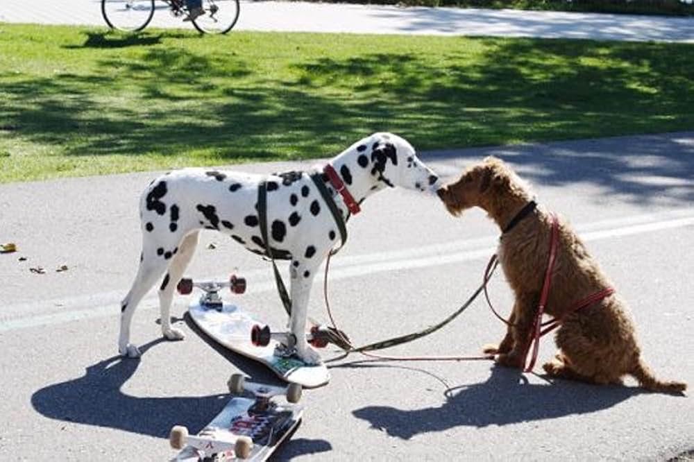 「ファイアー・ドッグ 消防犬デューイの大冒険」の画像