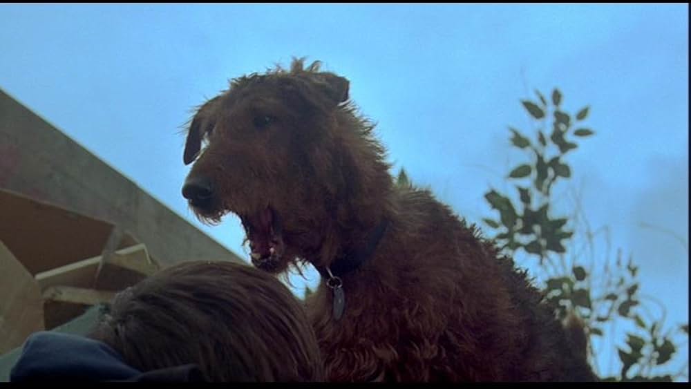 「ファイアー・ドッグ 消防犬デューイの大冒険」の画像