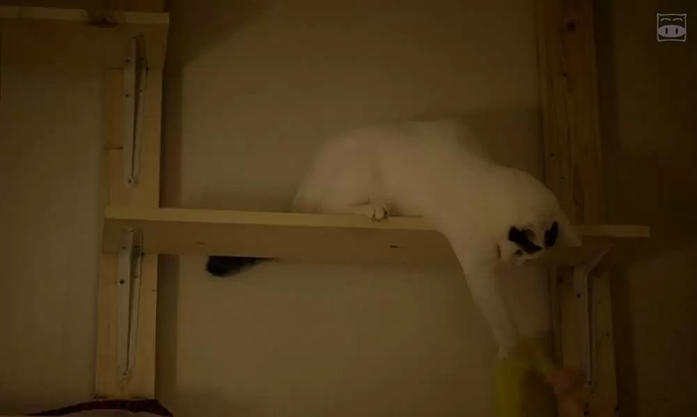 寝ても覚めてもの画像