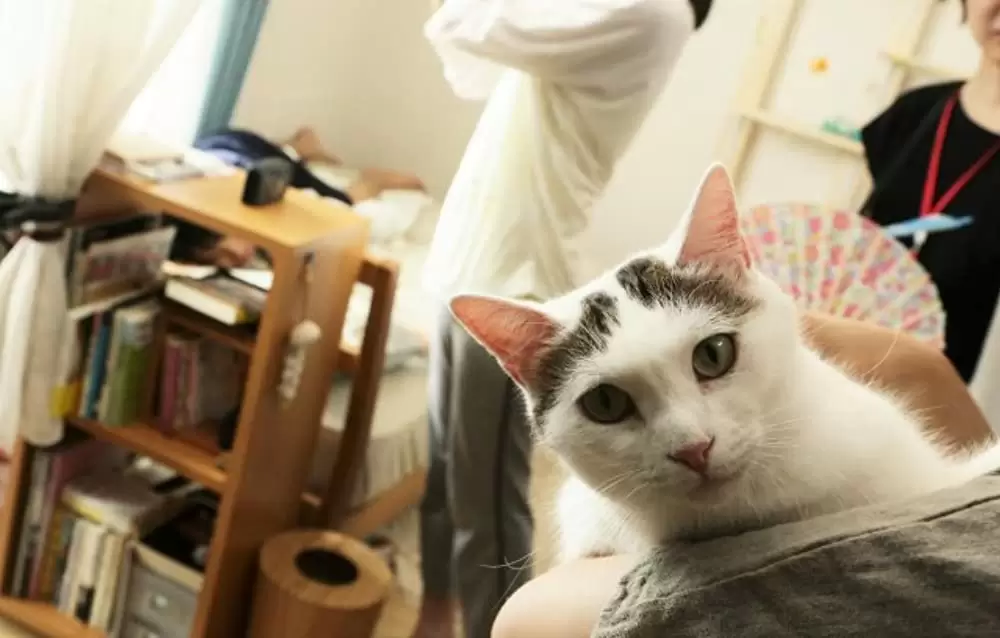 寝ても覚めてもの画像