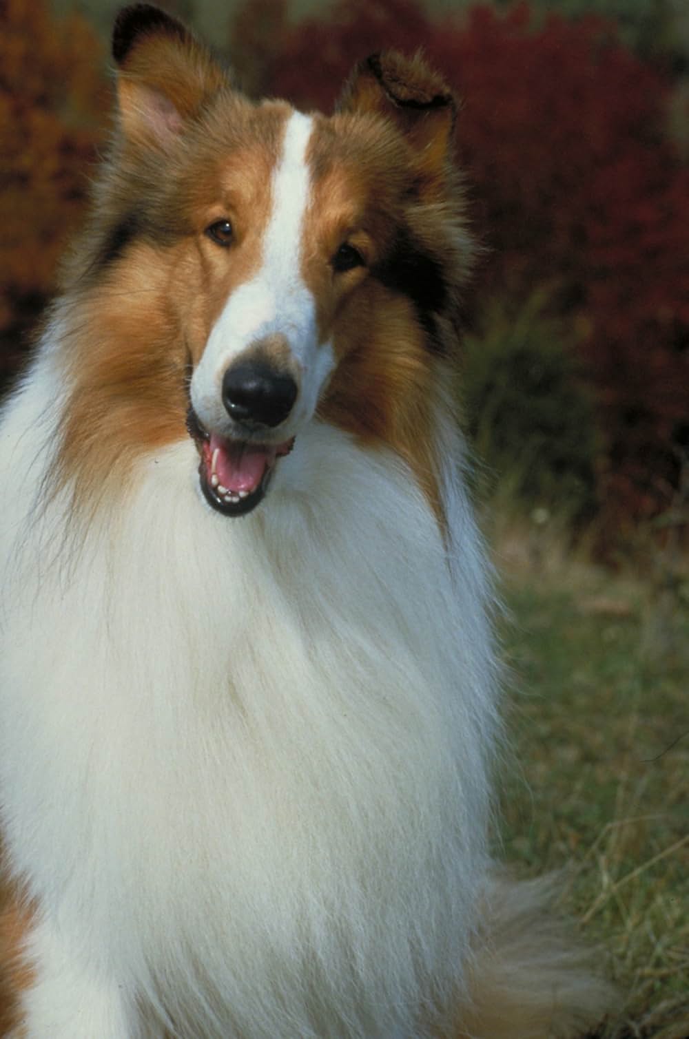 名犬ラッシーの画像