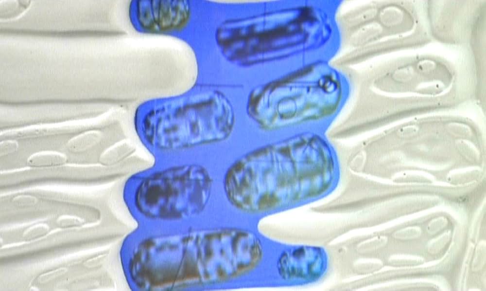 MR.STITCH／悪魔の種子の画像