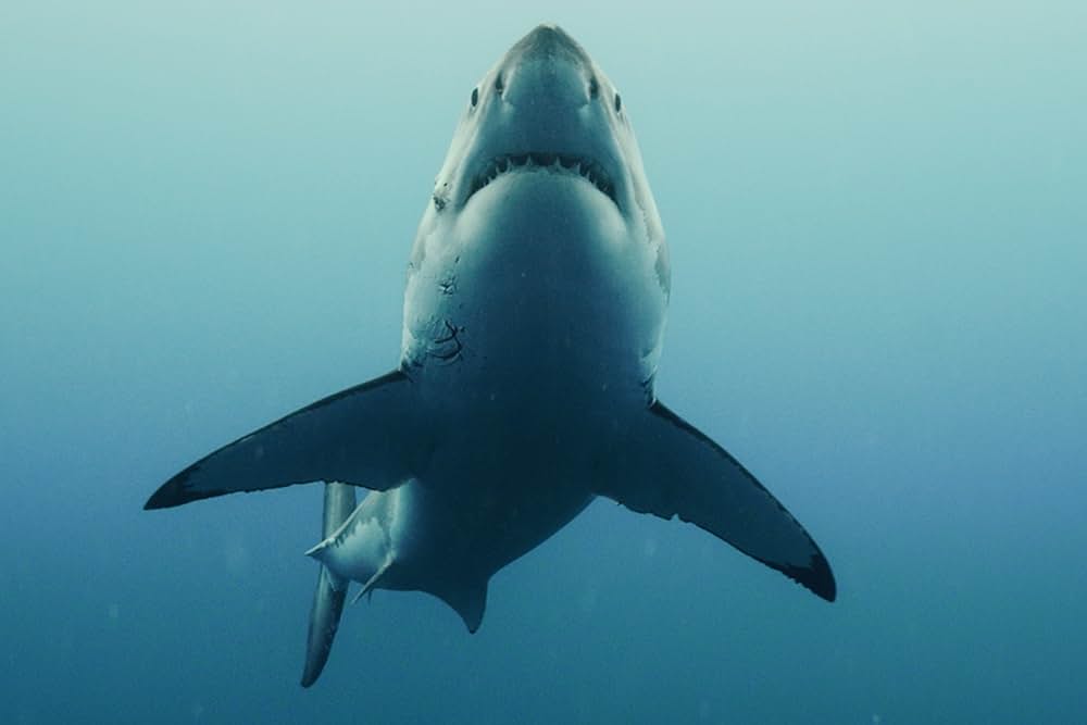 ジョーズ ザ・ファイナルの画像