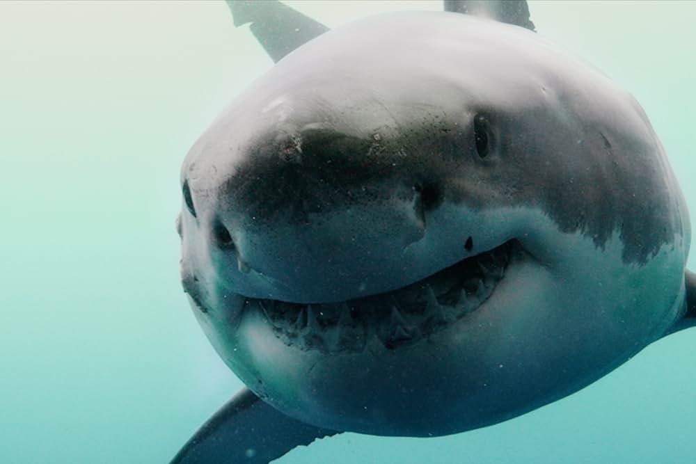 ジョーズ ザ・ファイナルの画像