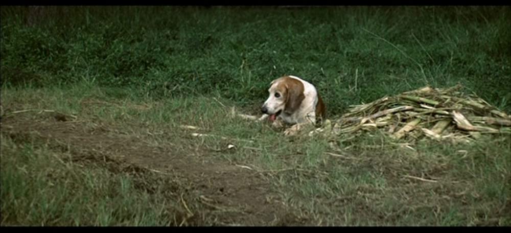 サウンダーの画像