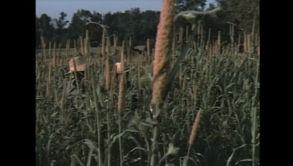 サウンダーの画像