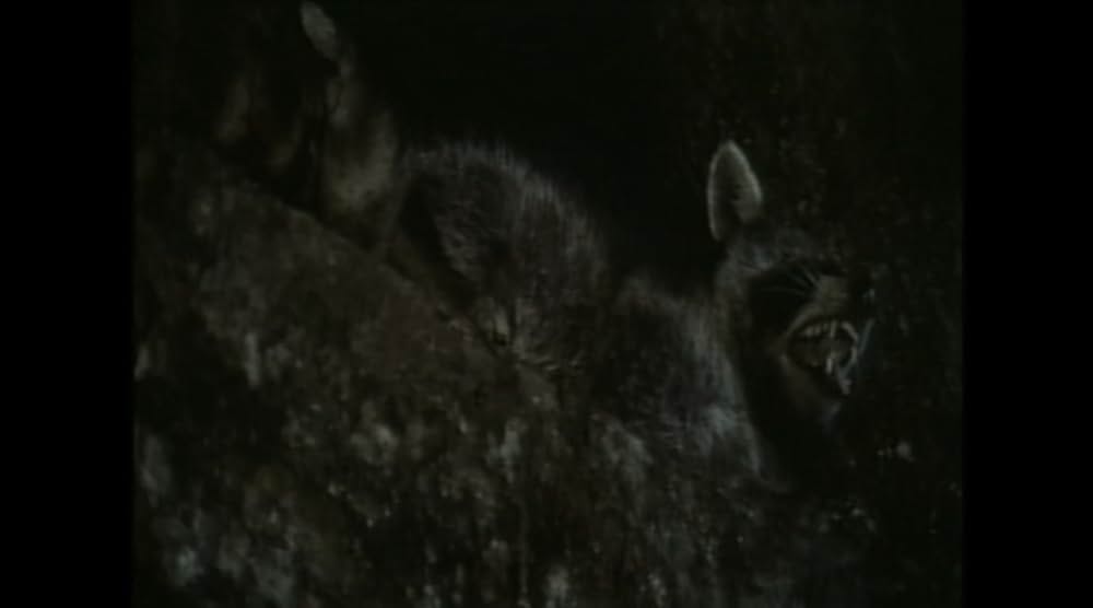 サウンダーの画像