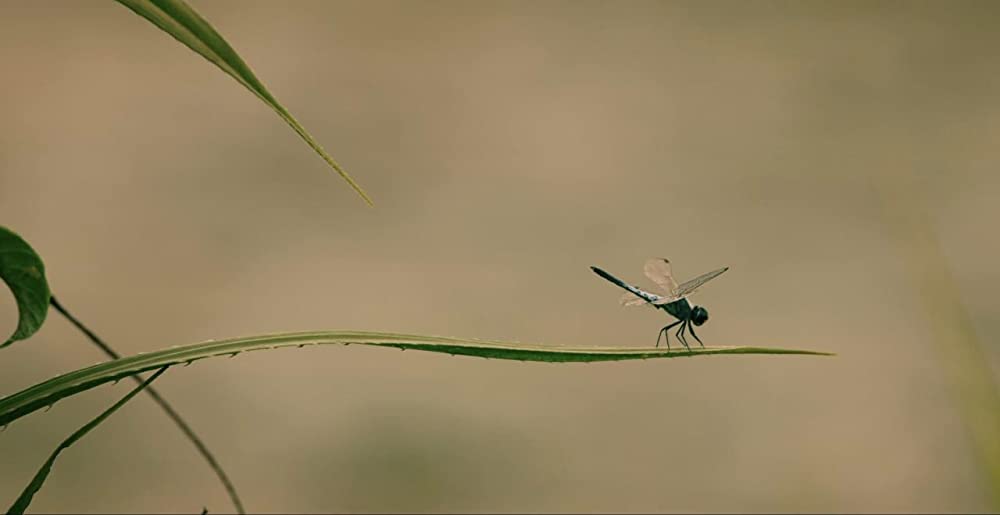 「最初に父が殺された」の画像