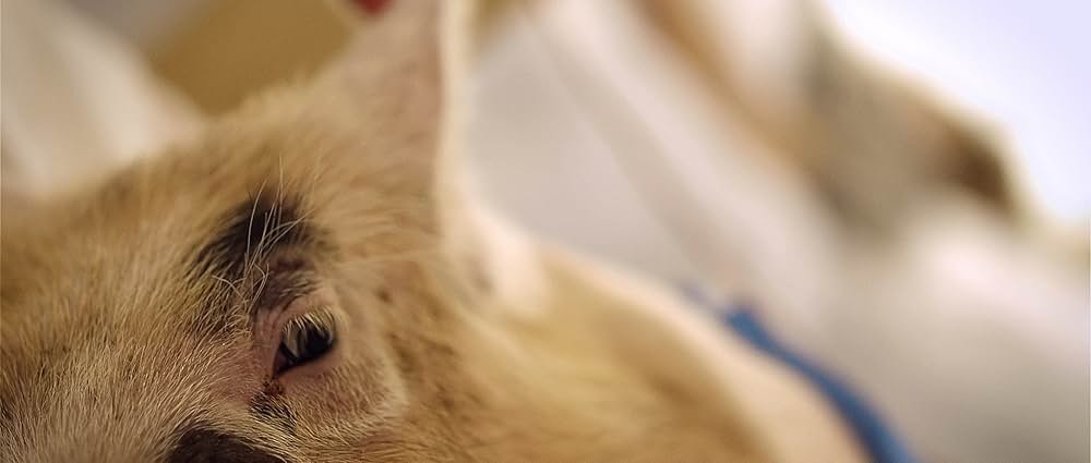 アップストリーム・カラーの画像