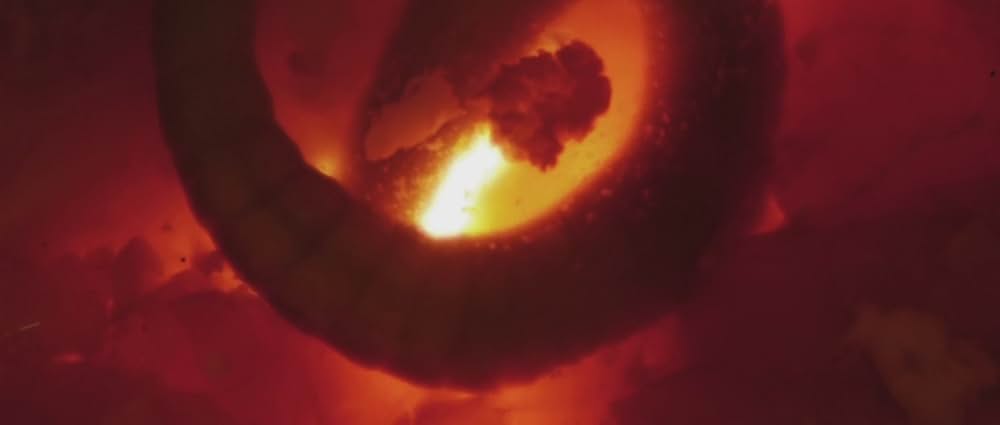 アップストリーム・カラーの画像