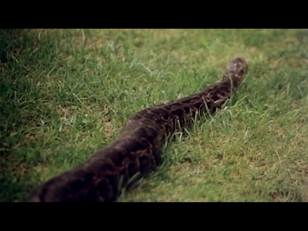 アダムとイブVS食人族の画像