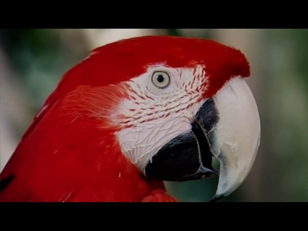 アダムとイブVS食人族の画像