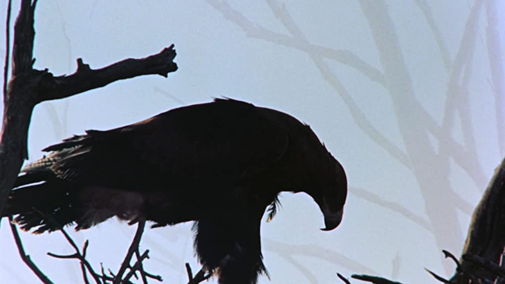 美しき冒険旅行の画像