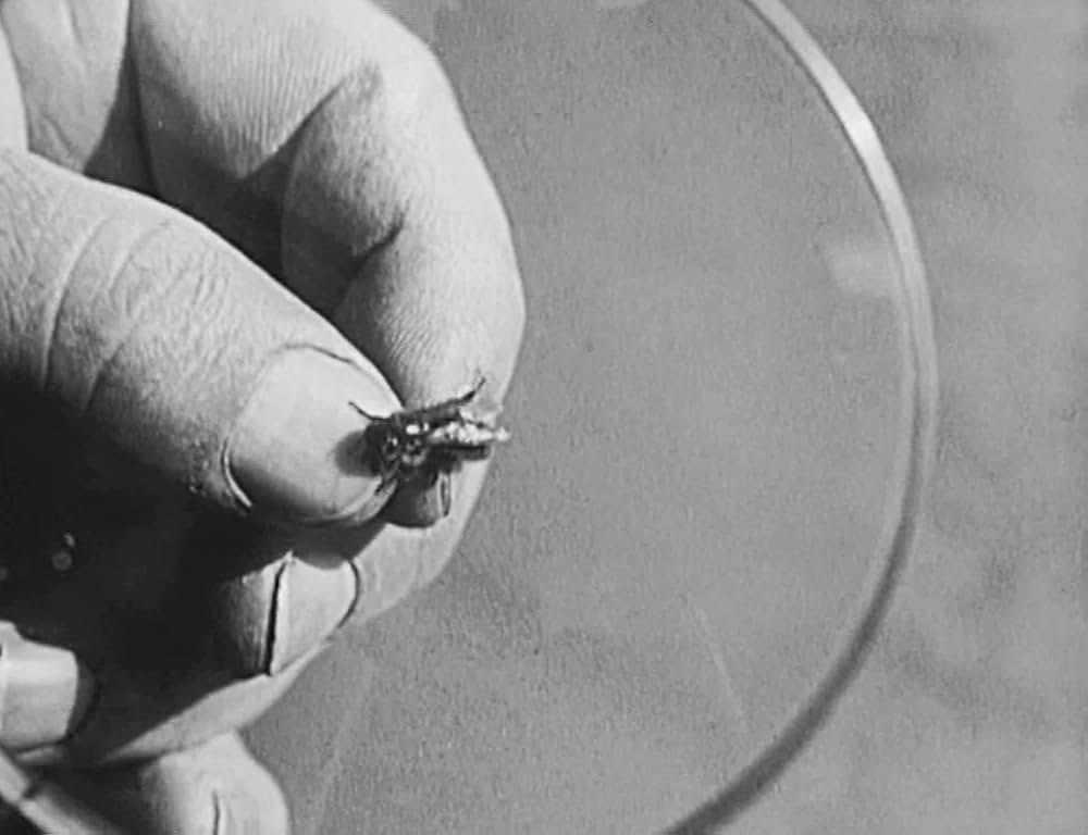 キートンの酋長／キートンの白人酋長／キートンのハッタリ酋長の画像