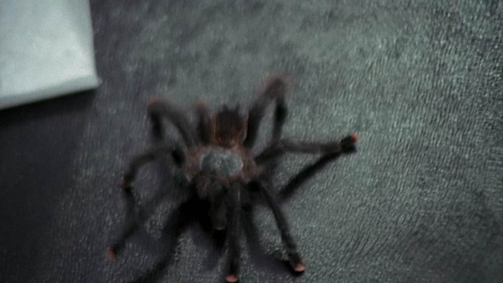 タランチュラの画像