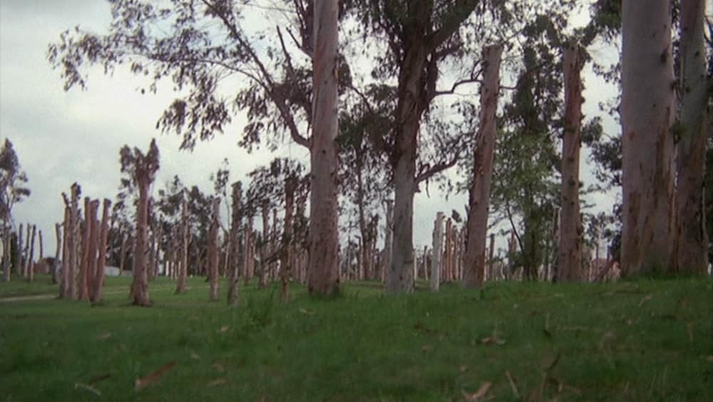 タランチュラの画像