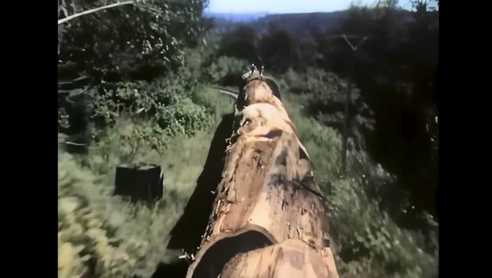 ザ・ビッグ・ツリーの画像