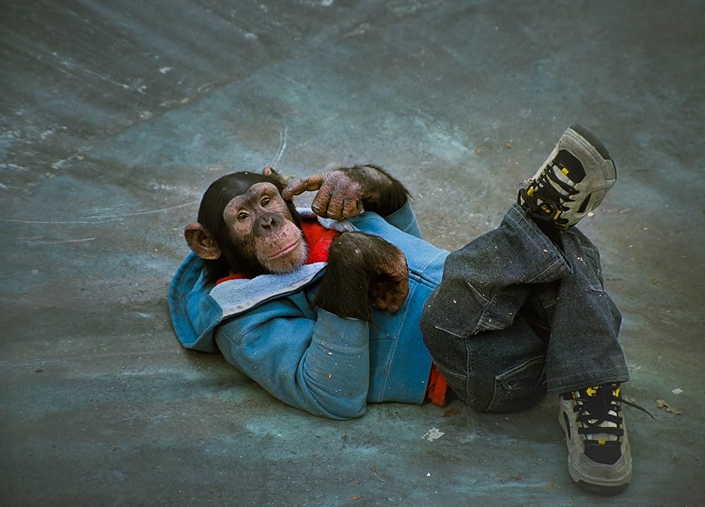 天才チンパンジー ジャック／スケートボードに挑戦の画像