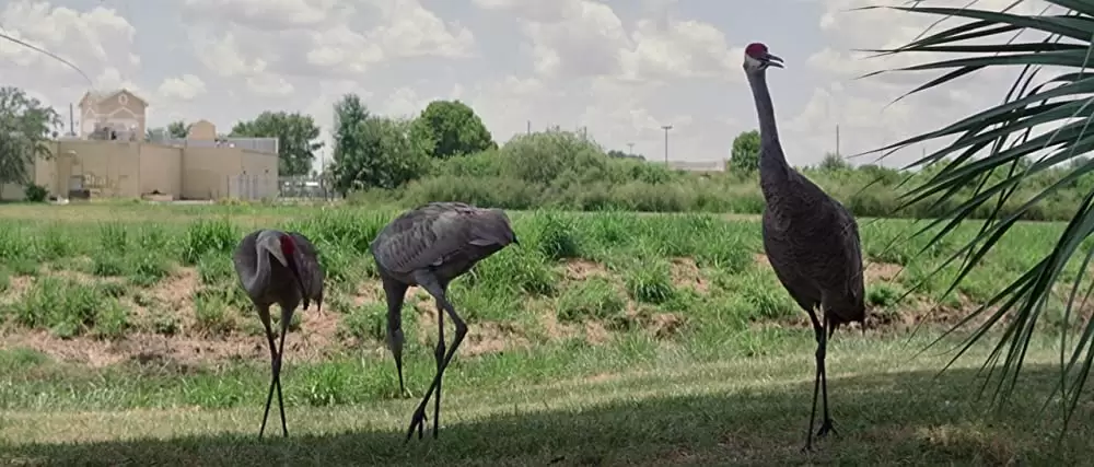 フロリダ・プロジェクト 真夏の魔法の画像