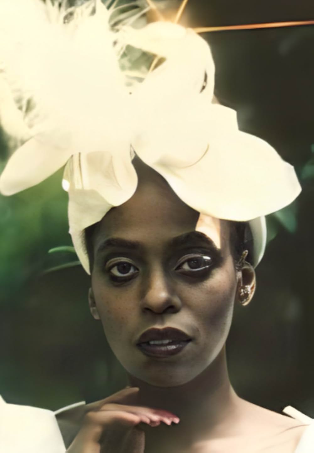 ゴールド・パピヨンの画像