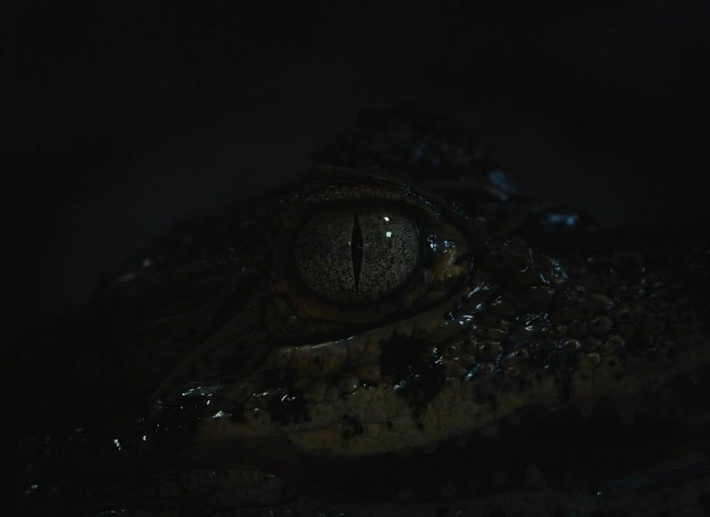 Red Island（英題）の画像