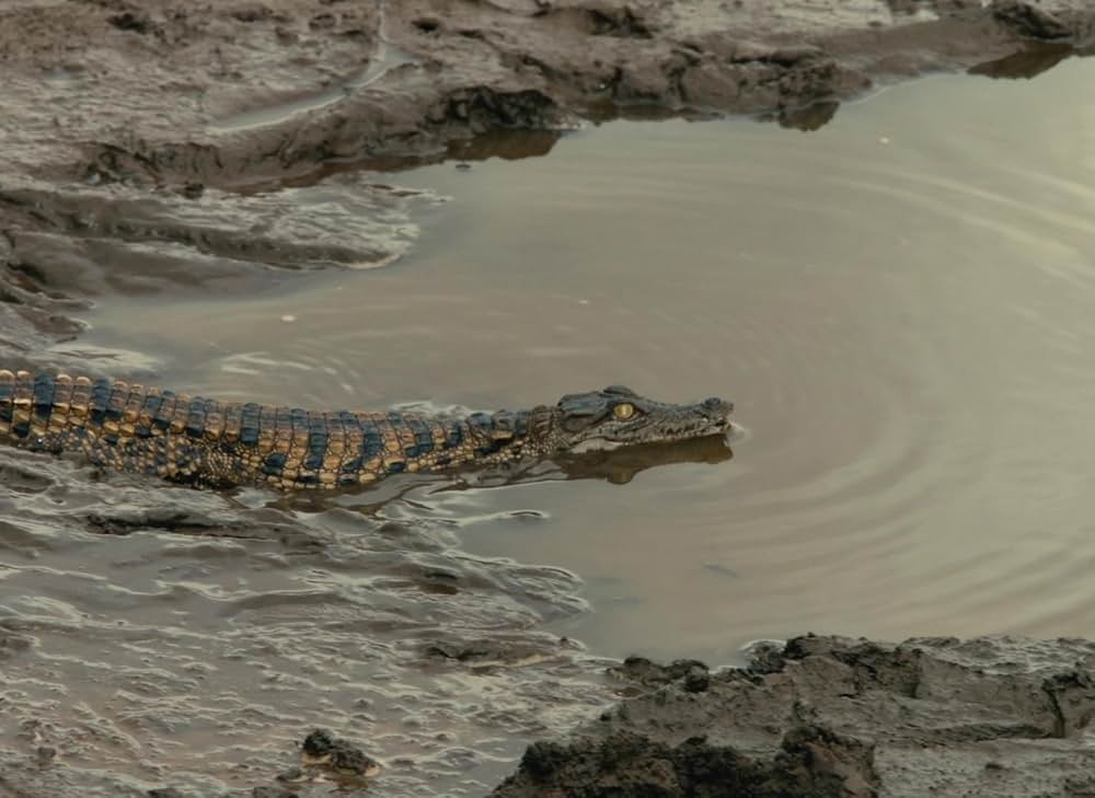 Red Island（英題）の画像