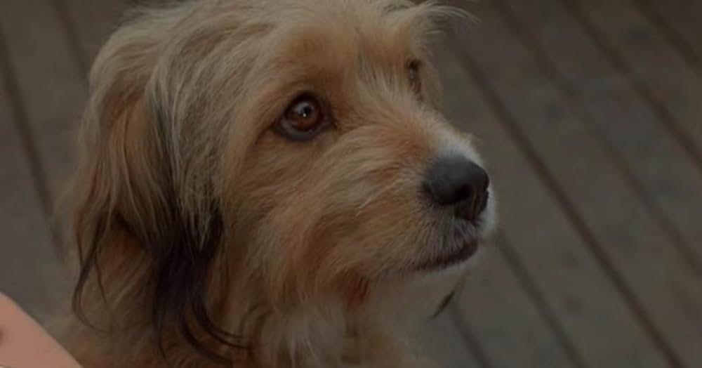 名探偵ベンジーの画像