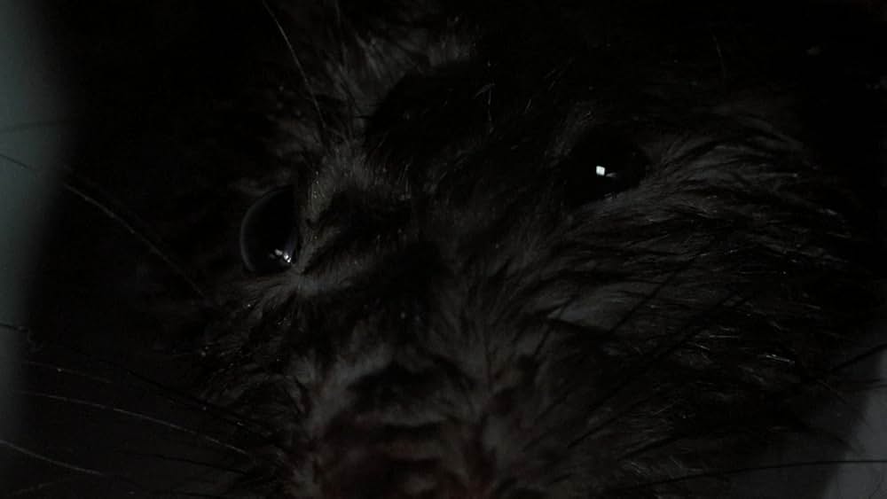 マッド・ティースの画像